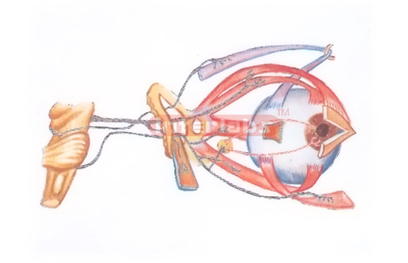 THE NERVES OF THE ORBIT (LATERAL ASPECT)